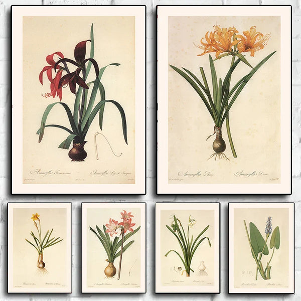 Blush Colored Crinum Barbados Lily Vintage Botanical Art Series - art print